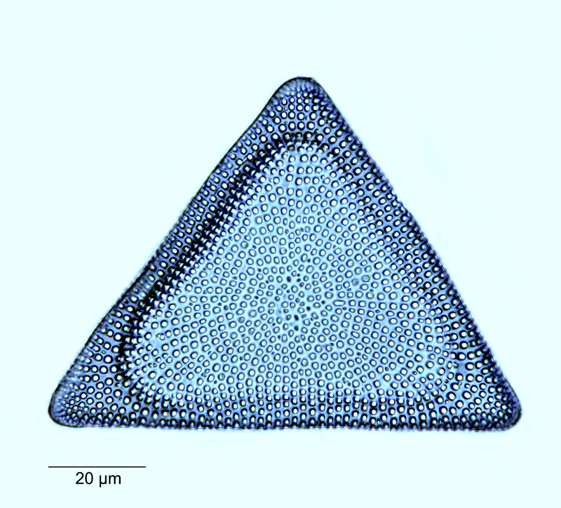 Triceratium americanum #52993