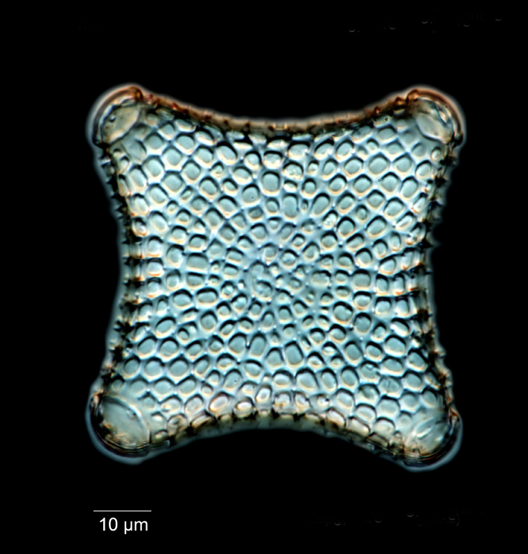 Triceratium antediluvianum #55799