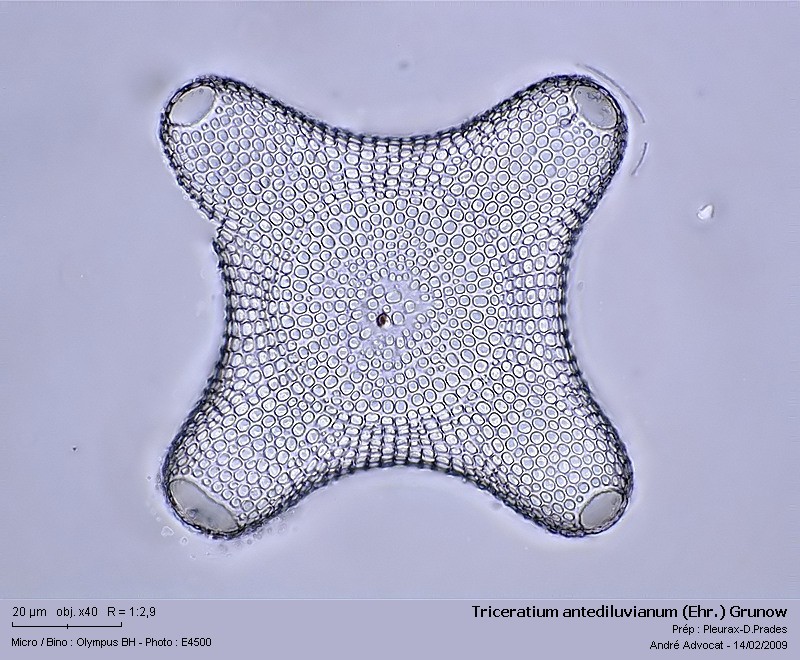 Triceratium antediluvianum (Ehr.) Grunow #8587