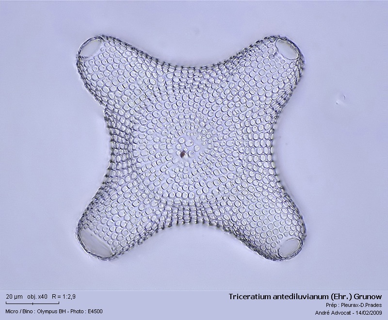 Triceratium antediluvianum (Ehr.) Grunow #8588