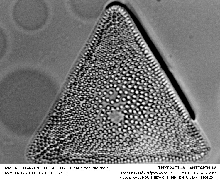 TRICERATIUM ANTIGRINUM #37540