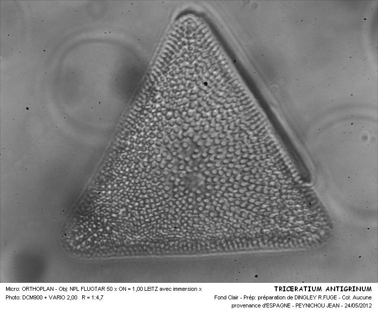 TRICERATIUM ANTIGRINUM #31539