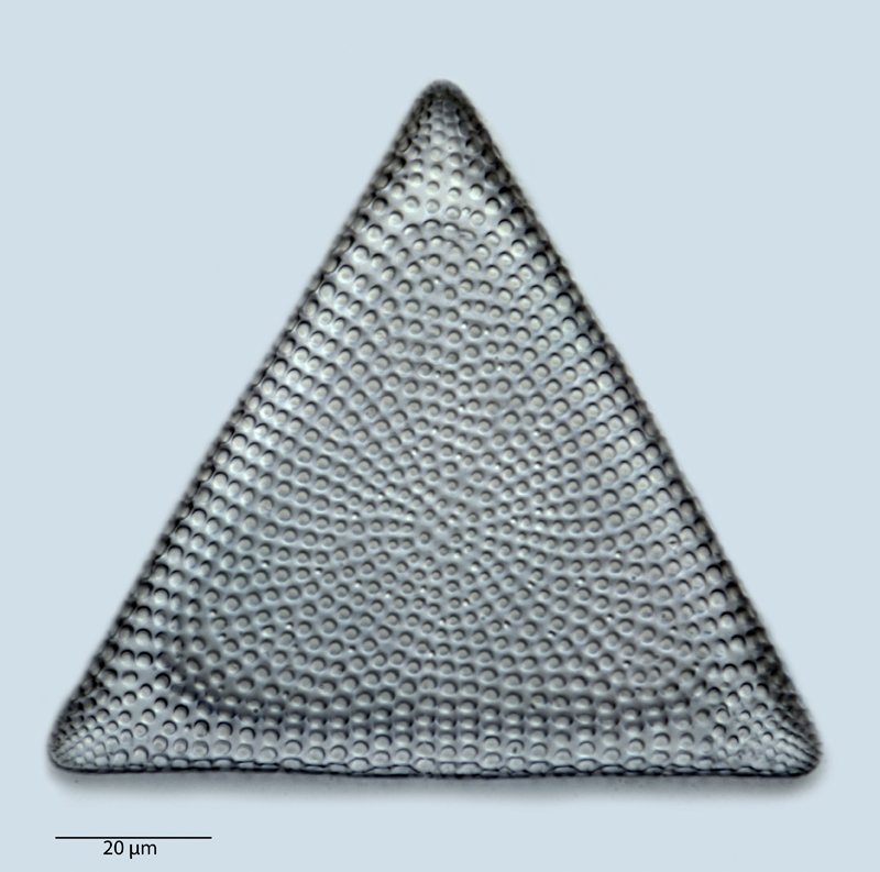 Triceratium antipodum #41016