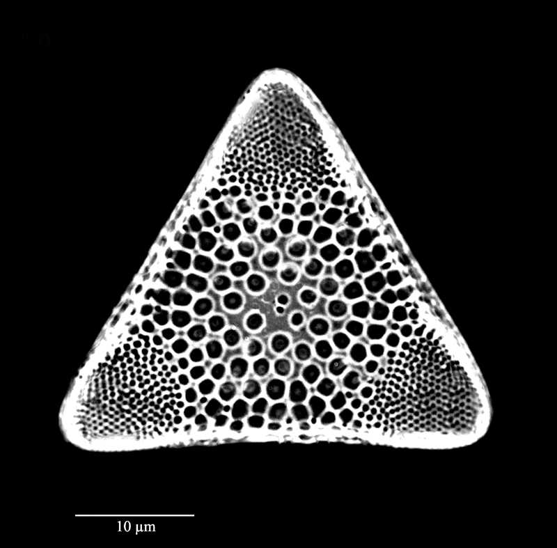 Triceratium arcticum var. japonica #72134