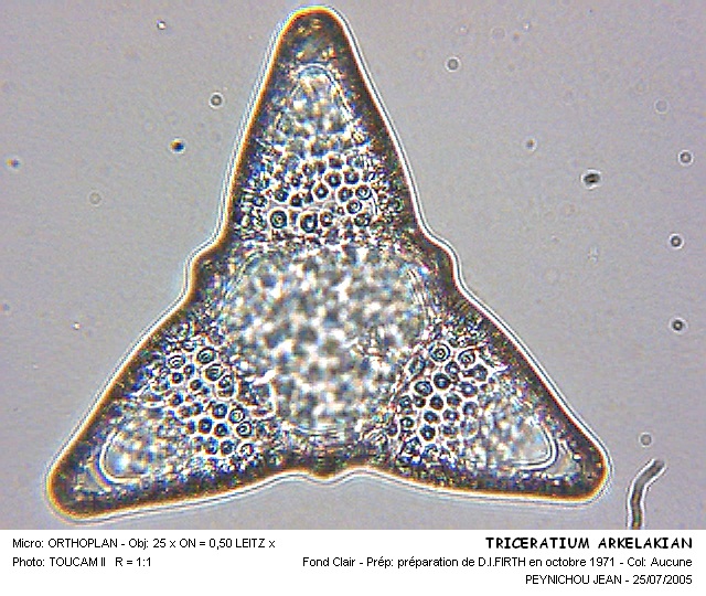 TRICERATIUM ARKANELAKIAN #31536