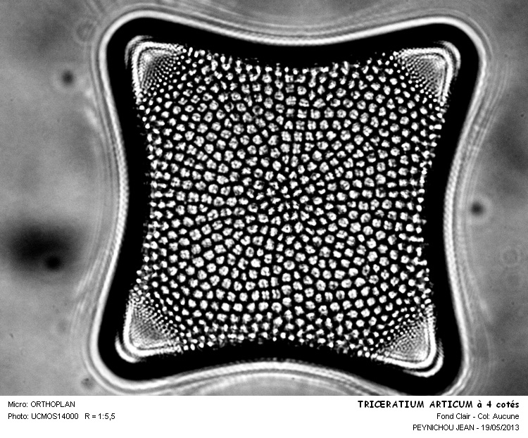 TRICERATIUM ARTICUM #31199