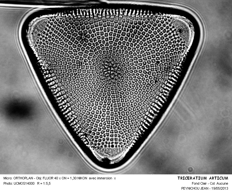 TRICERATIUM ARTICUM #31198