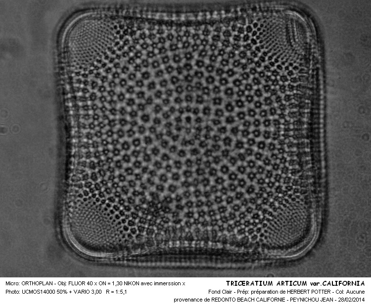 TRICERATIUM ARTICUM var. CALIFORNIA #36540