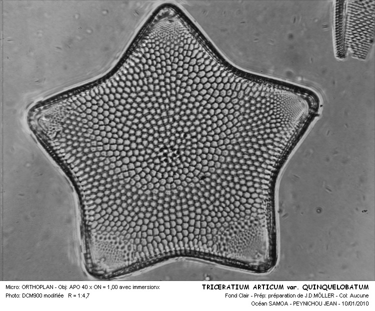 TRICERATIUM ARTICUM #31535