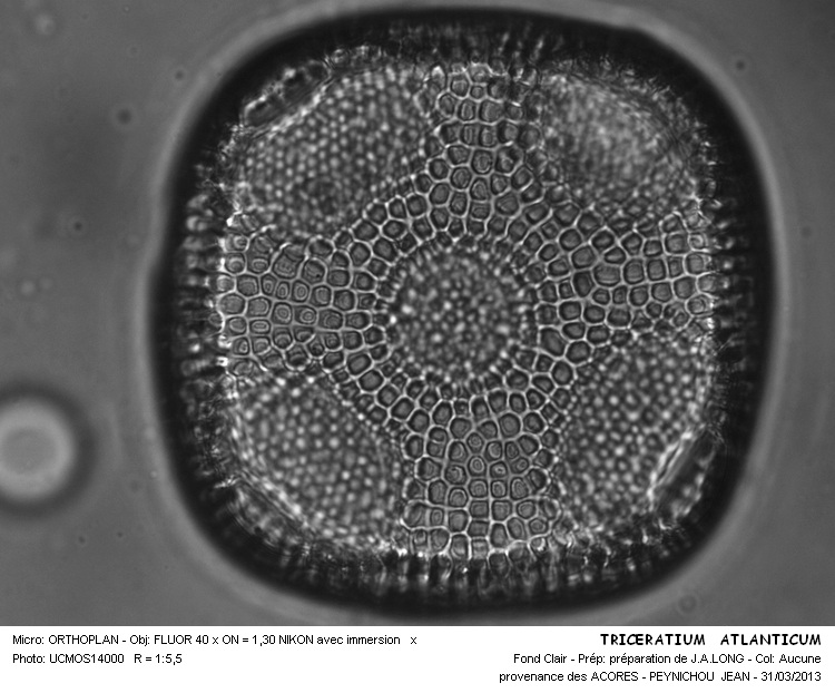 TRICERATIUM ATLANTICUM #30362