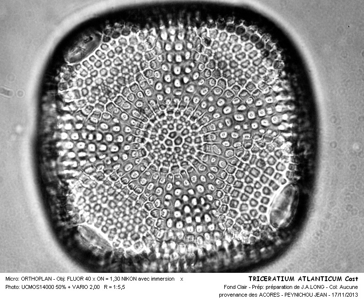TRICERATIUM ATLANTICUM Cast #34775