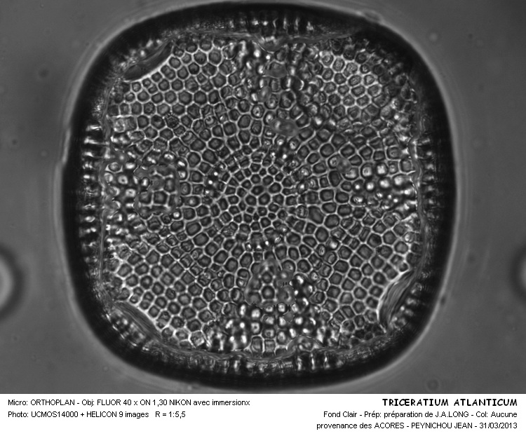 TRICERATIUM ATLANTICUM #30413