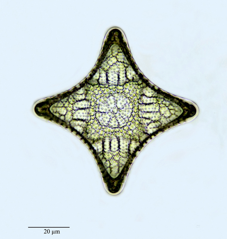 Triceratium balearicum var. biquadratum Cleve & Grunow #23615