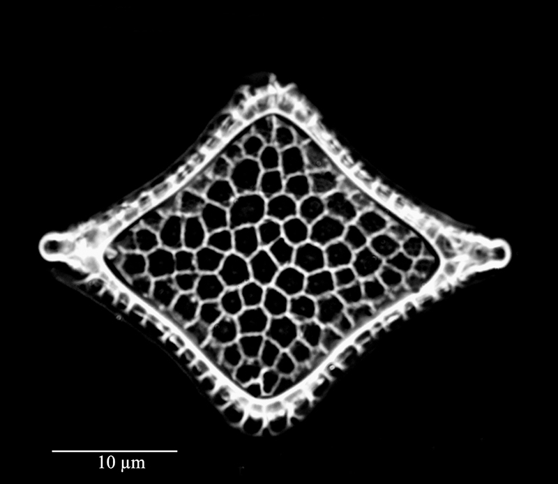 Triceratium bicorne #73949