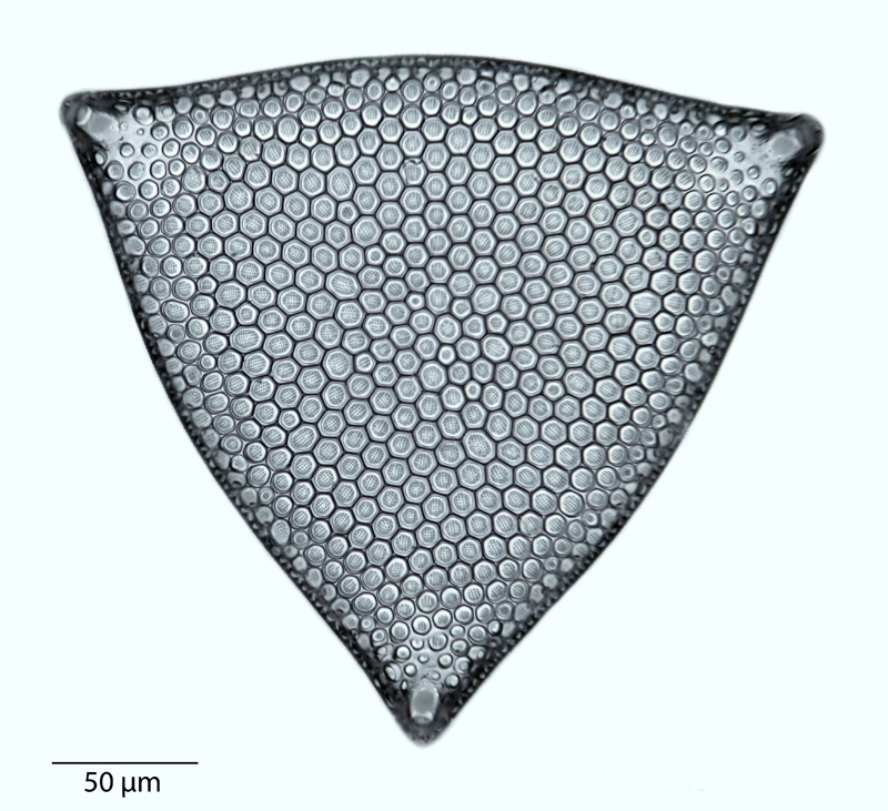 Triceratium broeckii #40820