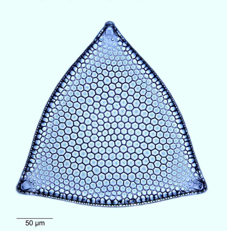 Triceratium broeckii #52757
