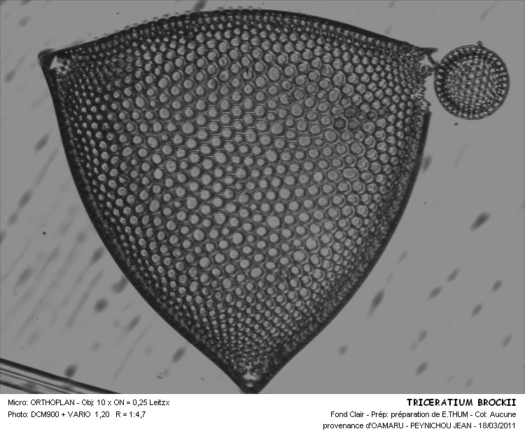 TRICERATIUM BROOCKEII #31528