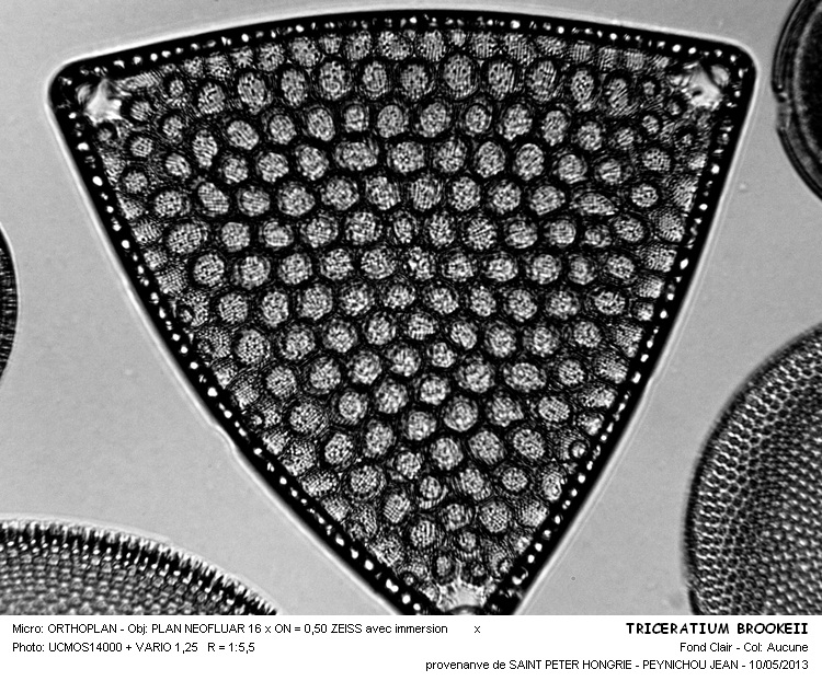 TRICERATIUM BROOKEII #31009