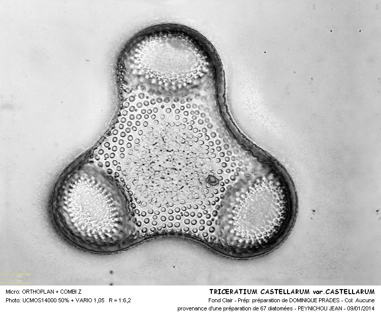 TRICERATIUM CASTELLATUM var. CASTELLATUM #35605