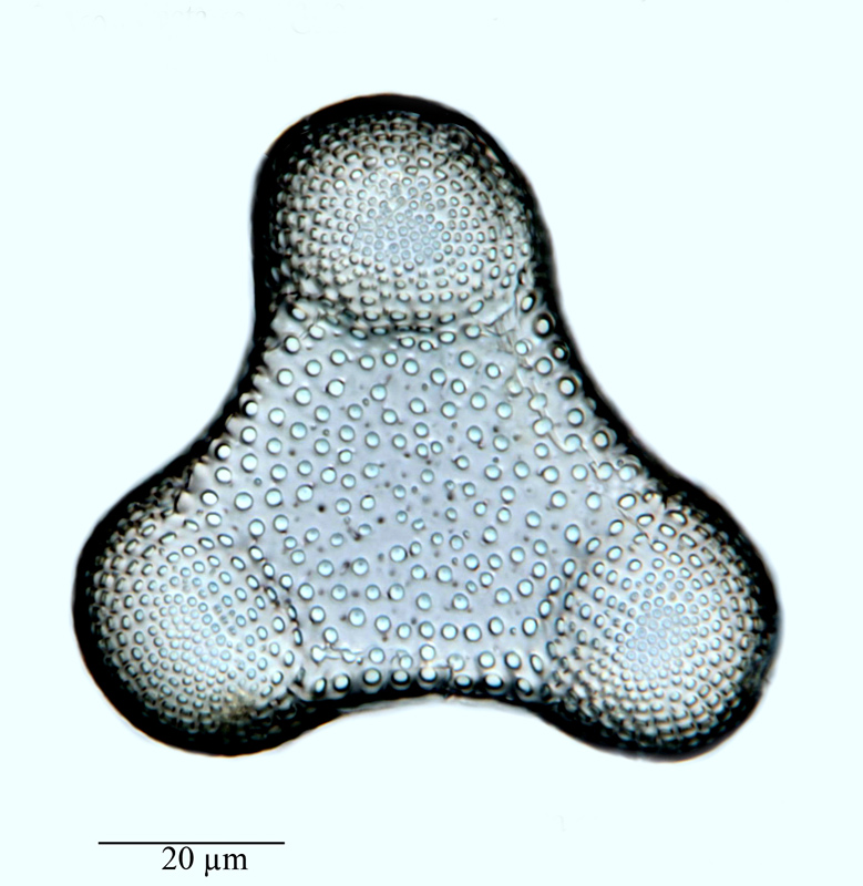 Triceratium castellatum var. fracta #64604