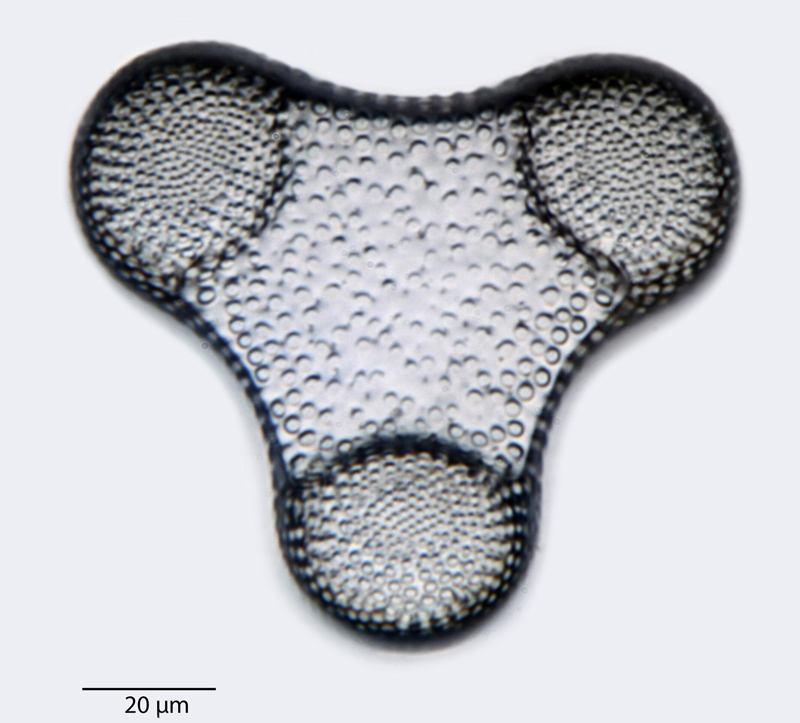 Triceratium castellatum #41990