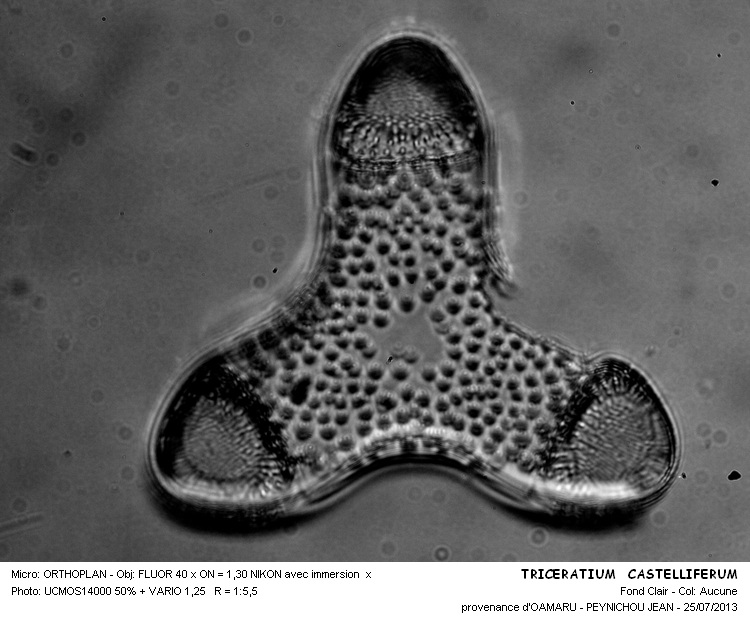 TRICERATIUM CASTELLIFERUM #32888