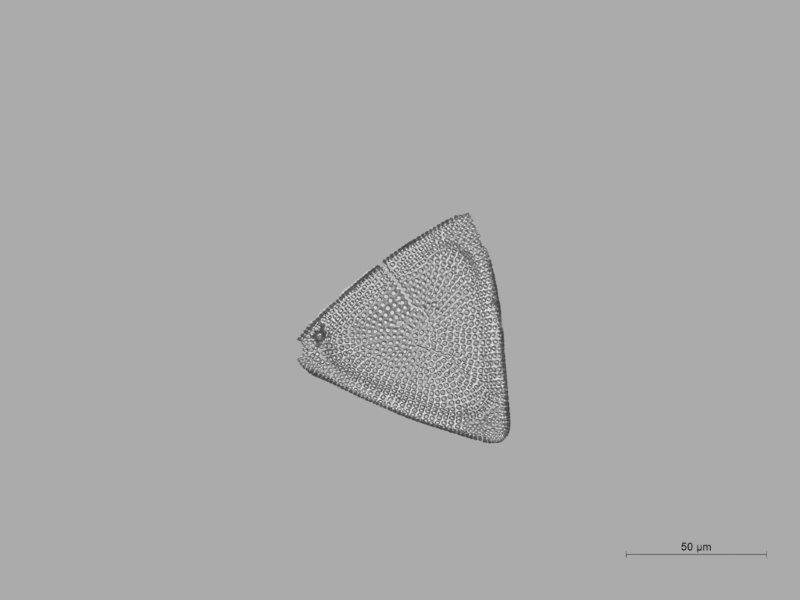 Triceratium condecorum brightw. #40988