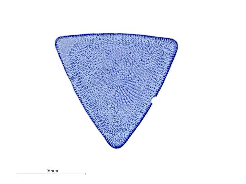Triceratium condecorum brightw. #41009