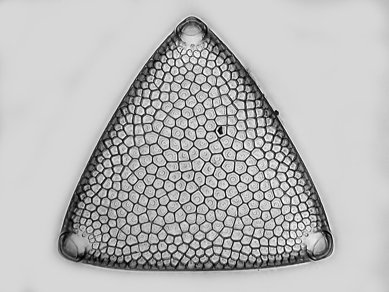 Triceratium consimile  Grunow #36107