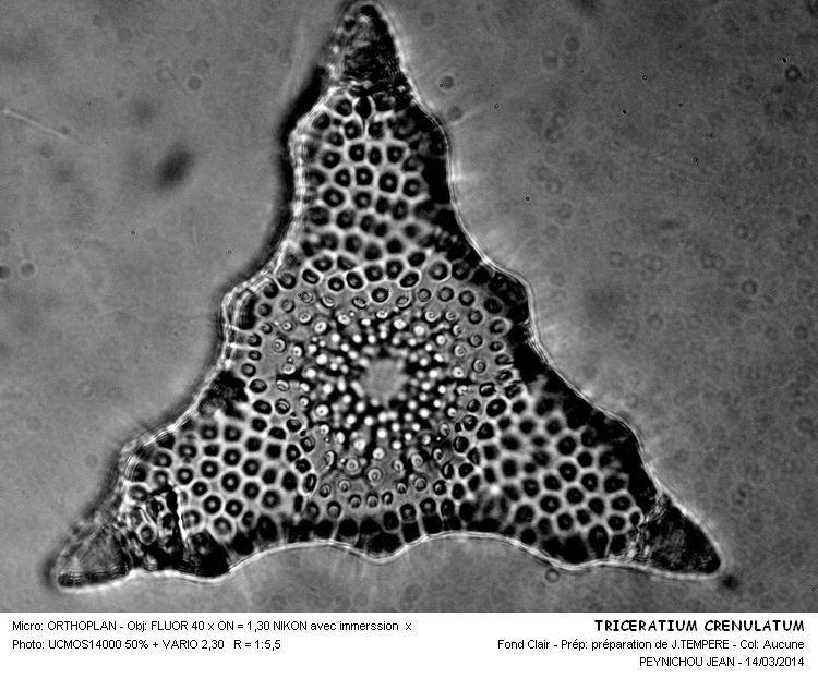 TRICERATIUM CRENULATUM #36770