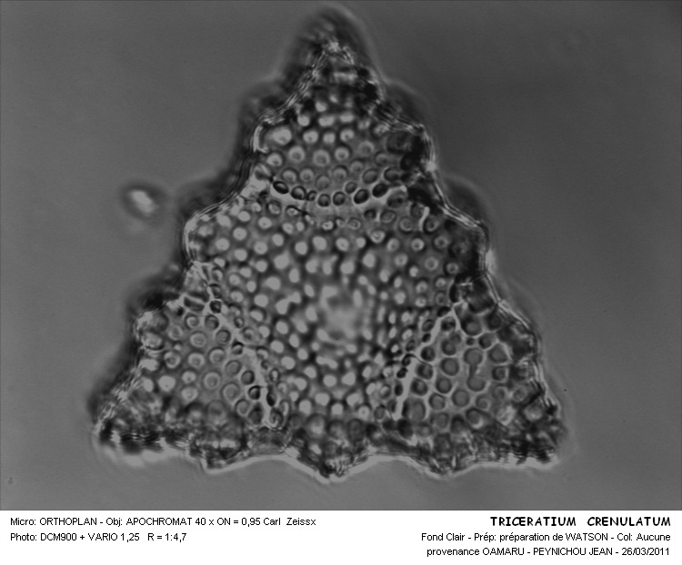 TRICERATIUM CRENULATUM #31550