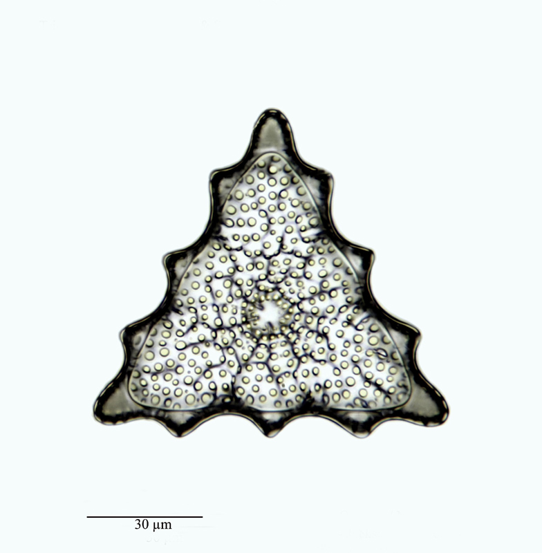 Triceratium crenulatum Gr. & St. #23038