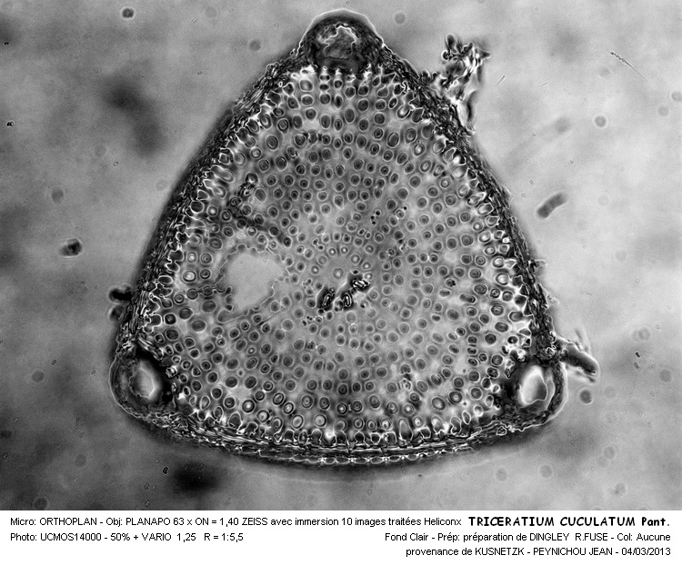 TRICERATIUM CUCULATUM Pant. #30057
