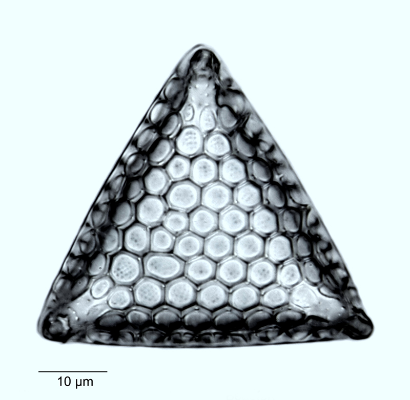Triceratium distinctum #69650