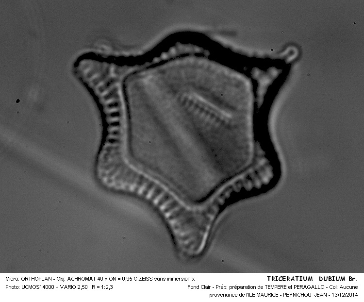 TRICERATIUM DUBIUM Br. #40065