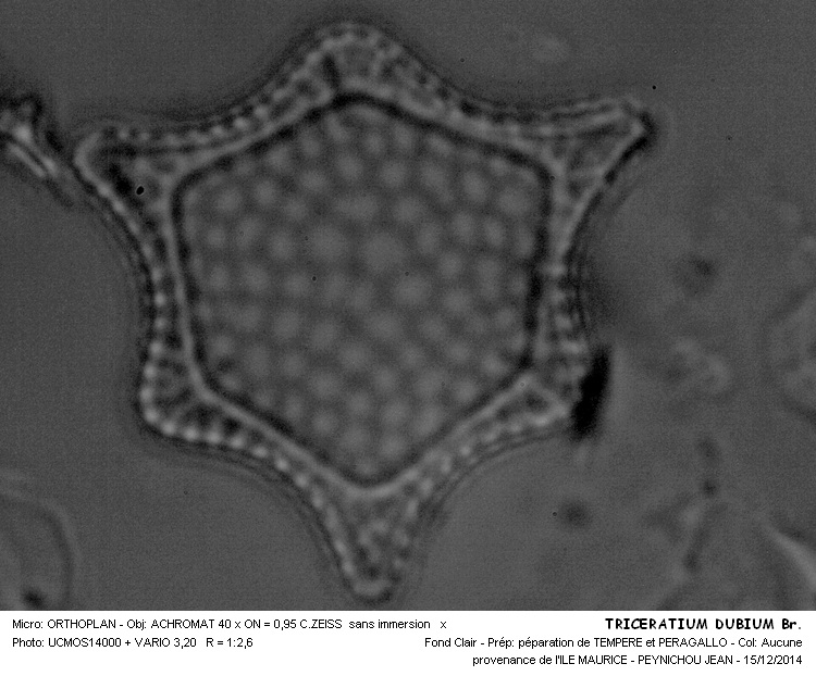 TRICERATIUM DUBIUM Br. #40095