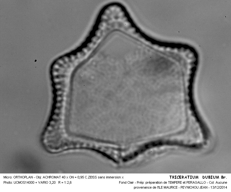 TRICERATIUM DUBIUM Br. #40066