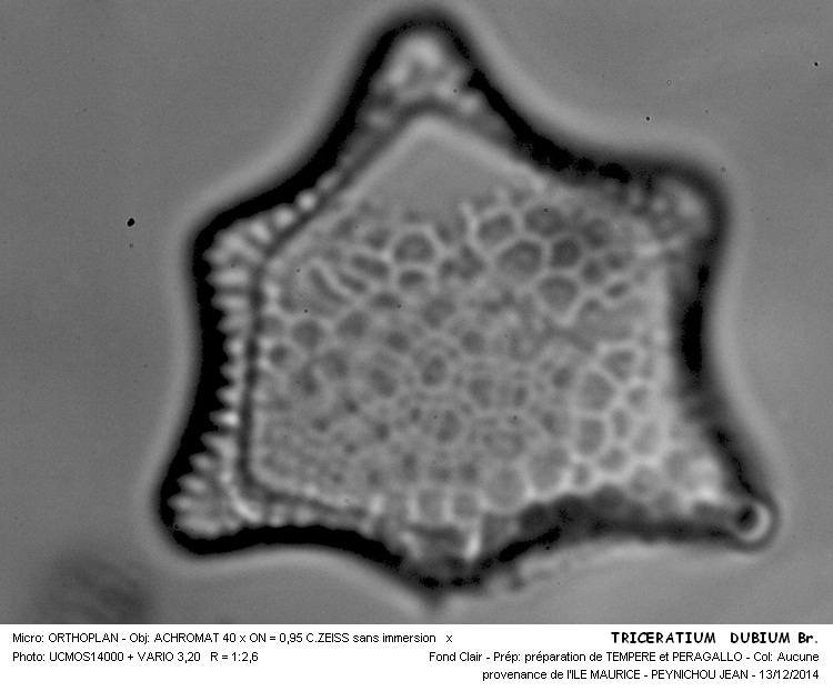 TRICERATIUM DUBIUM Br. #40067