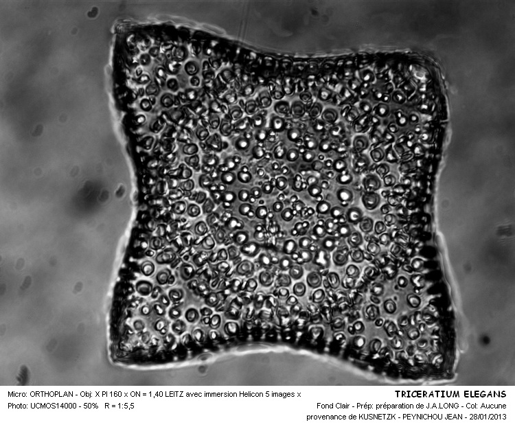 TRICERATIUM ELEGANS #29677