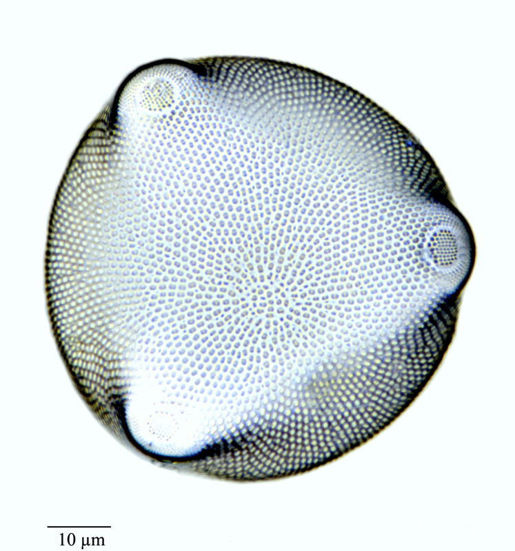 Triceratium elongatum #73807