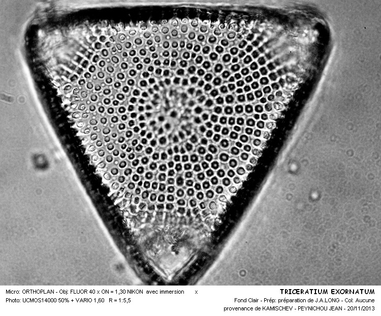 TRICERATIUM EXORNATUM #34830