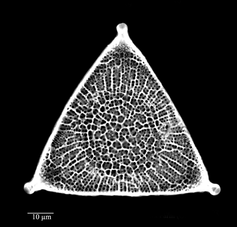 Triceratium fallaciosum #73872
