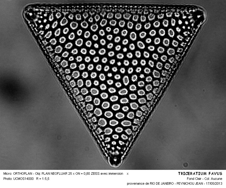 TRICERATIUM FAVUS #31108