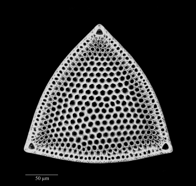 Triceratium favus var. maxima #64738