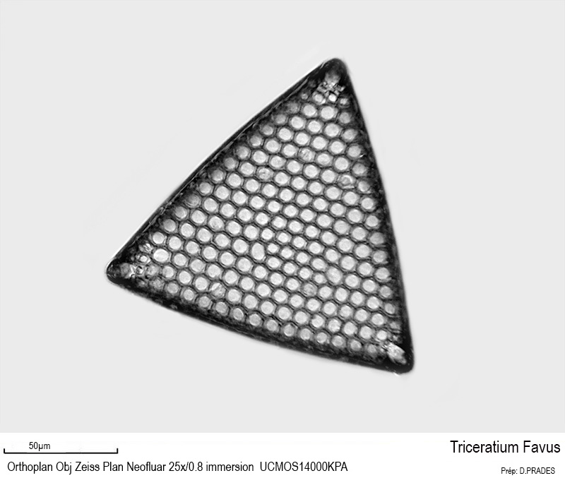 Triceratium favus #48482