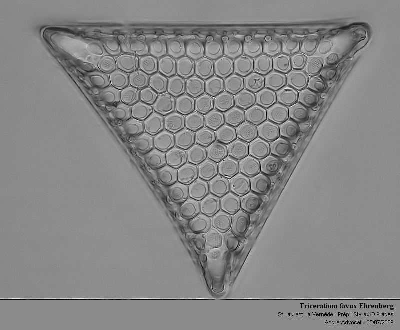 Triceratium favus Ehrenberg #12061