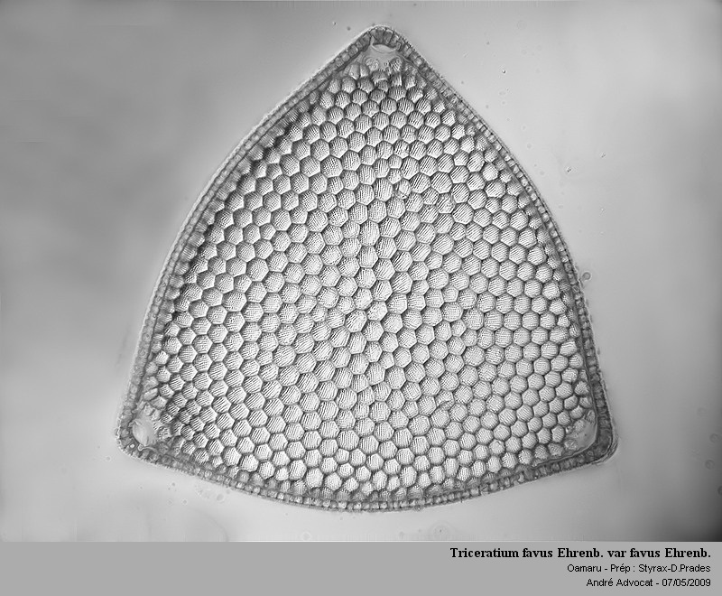 Triceratium favus Ehrenb. var favus Ehrenb. #10391
