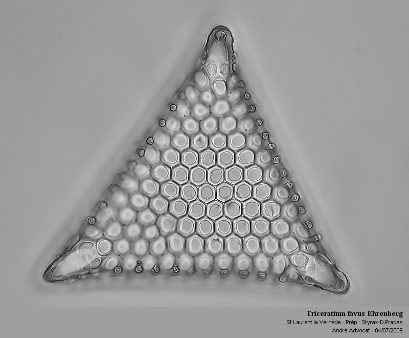 Triceratium favus Ehrenberg #12063