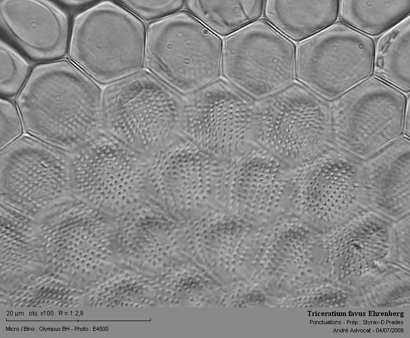 Triceratium favus Ehrenberg #12064