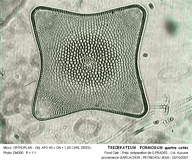 Triceratium Formosum var.Quadra #32935